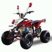 QUAD TERMINATOR 200cc HOMOLOGUE